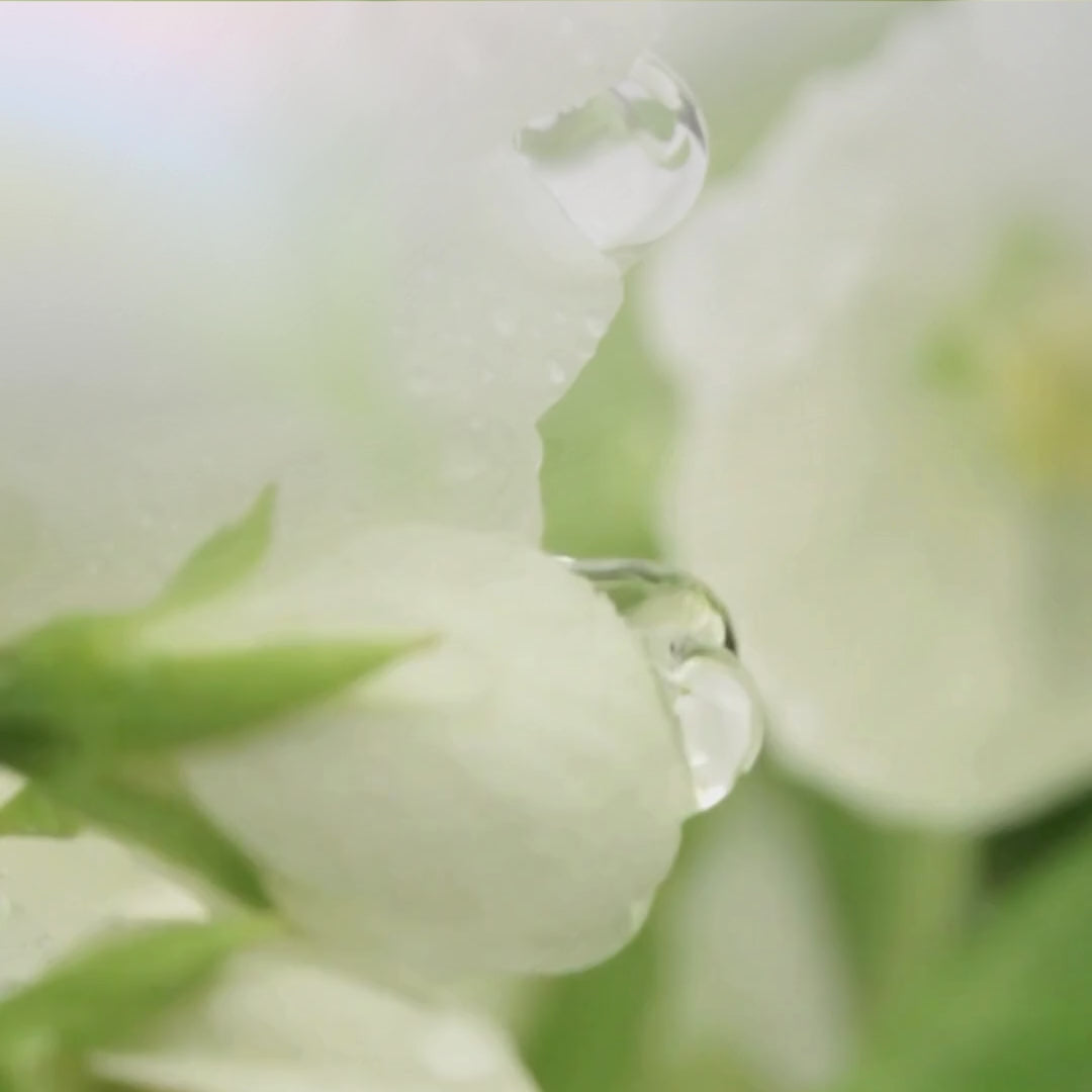 Close-up of dew drops on delicate white flowers, capturing the essence of natural beauty linked to the Glimmer Goddess Organic Apple Stem Cell Anti-Aging Duo by GNS Beauty & Personal Care.